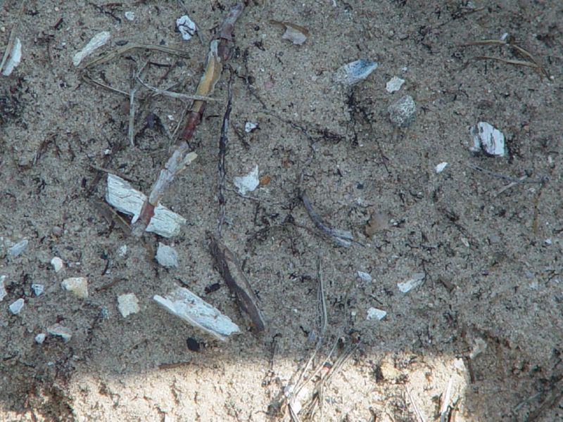 Sobibor bones scattered in the sand